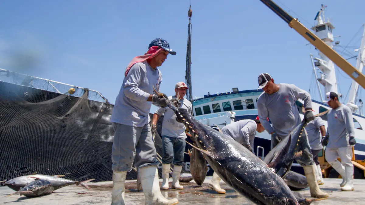 pesca de atun